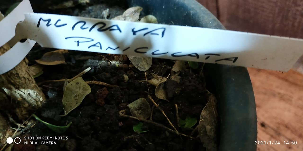 Murraya Paniculata (Мурайа паникулата) — изображение 4