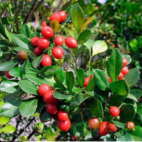 Murraya Paniculata (Мурайа паникулата)