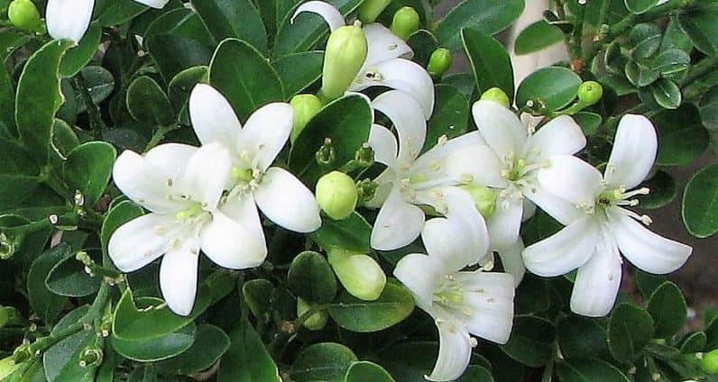 Murraya Paniculata (Мурайа паникулата) — изображение 2