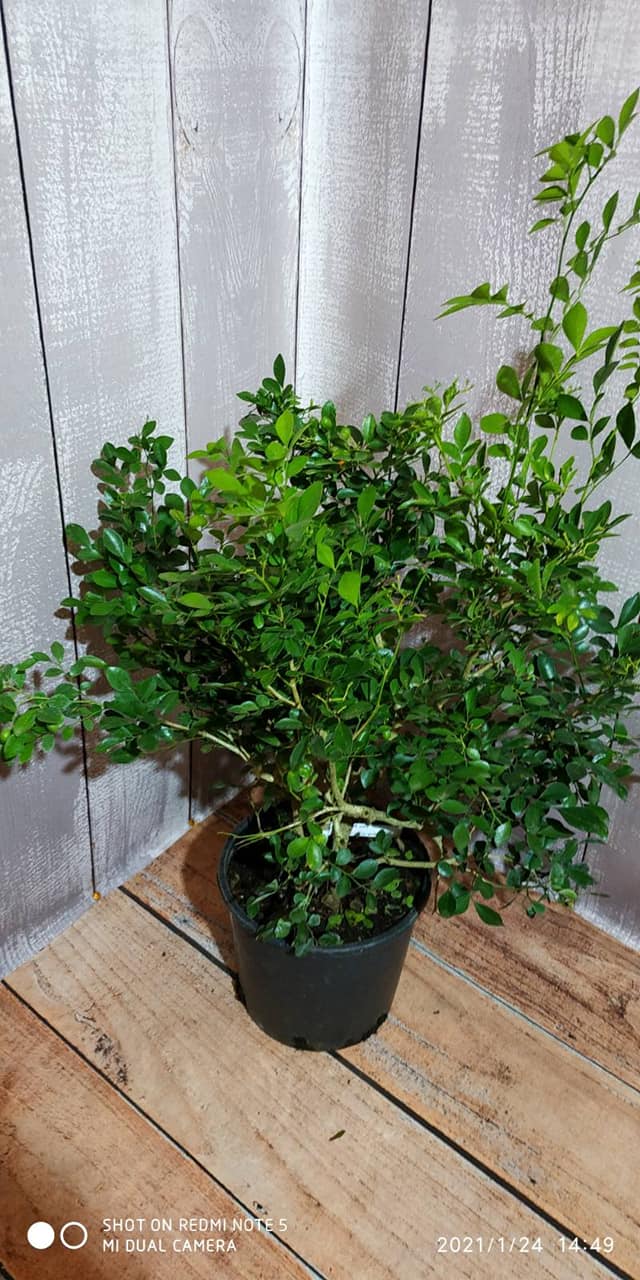 Murraya Paniculata (Мурайа паникулата) — изображение 3