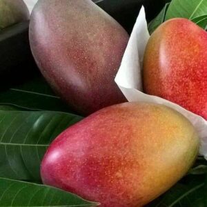 Манго Остин