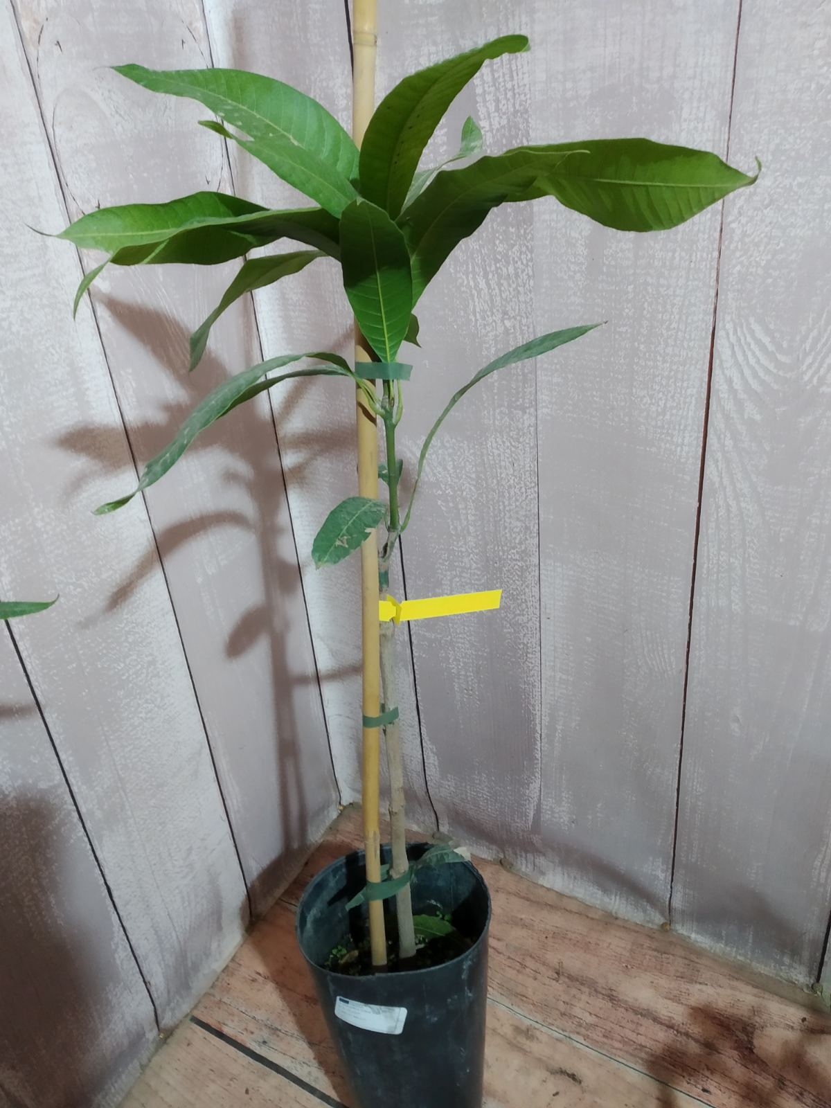 Mangifera Indica Irwin (Манго Ірвін) — изображение 2