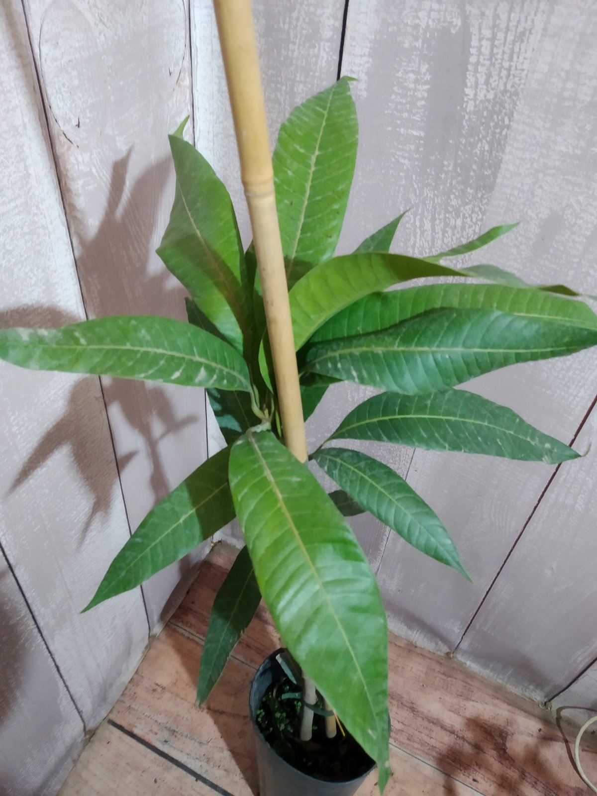 Mangifera Indica Irwin (Манго Ірвін) — изображение 3