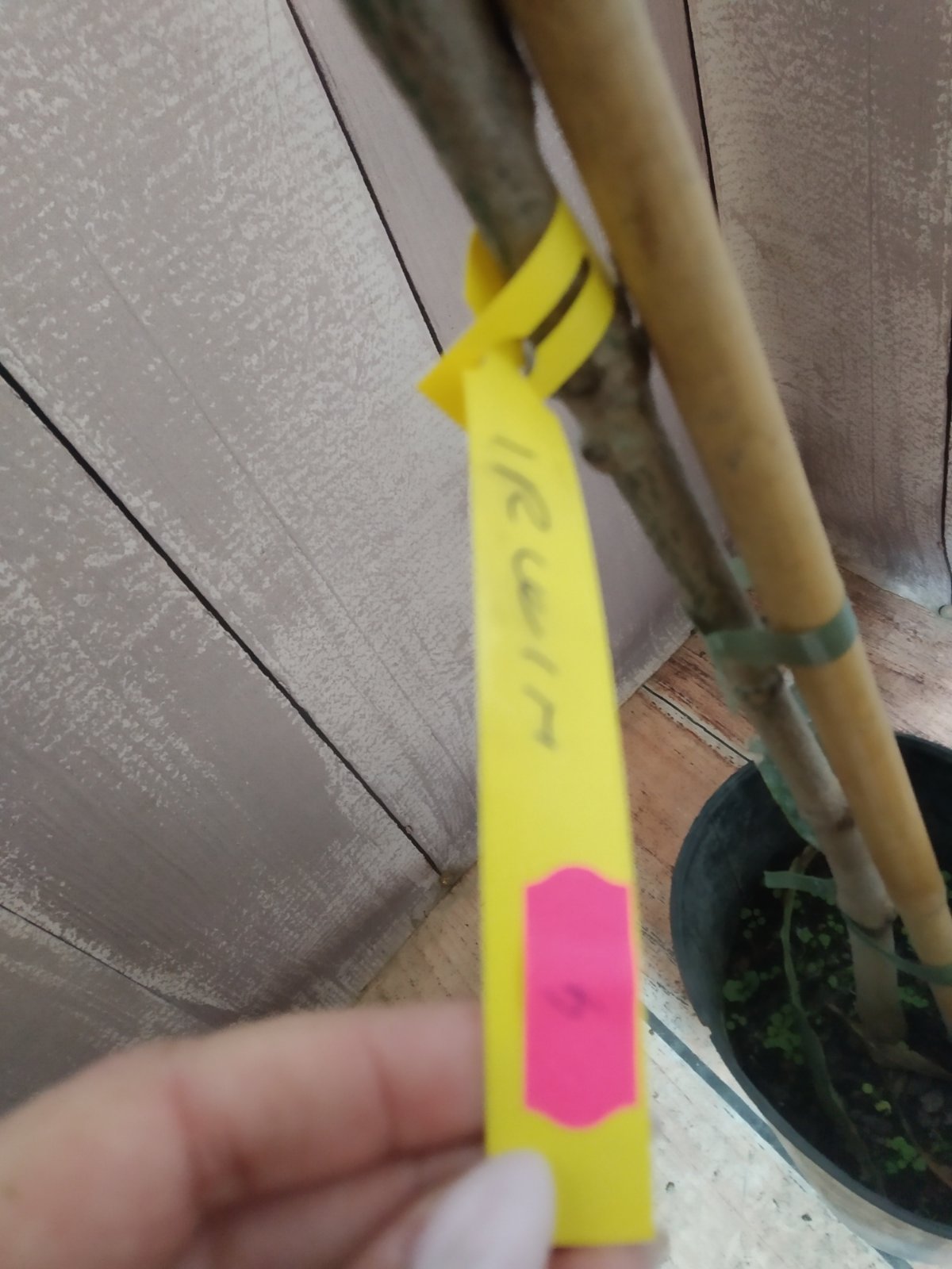 Mangifera Indica Irwin (Манго Ірвін) — изображение 4