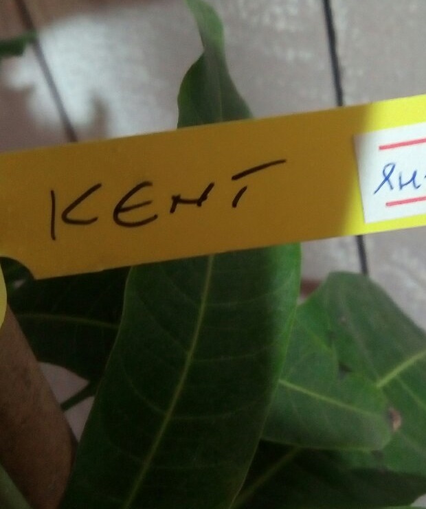 Mangifera Indica Kent (Манго Кент) — изображение 3