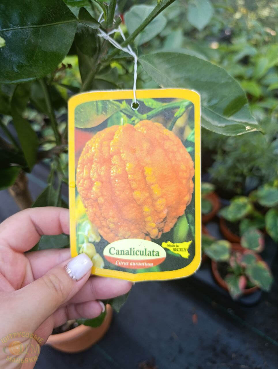 Canaliculata (Каналикулата) — изображение 4