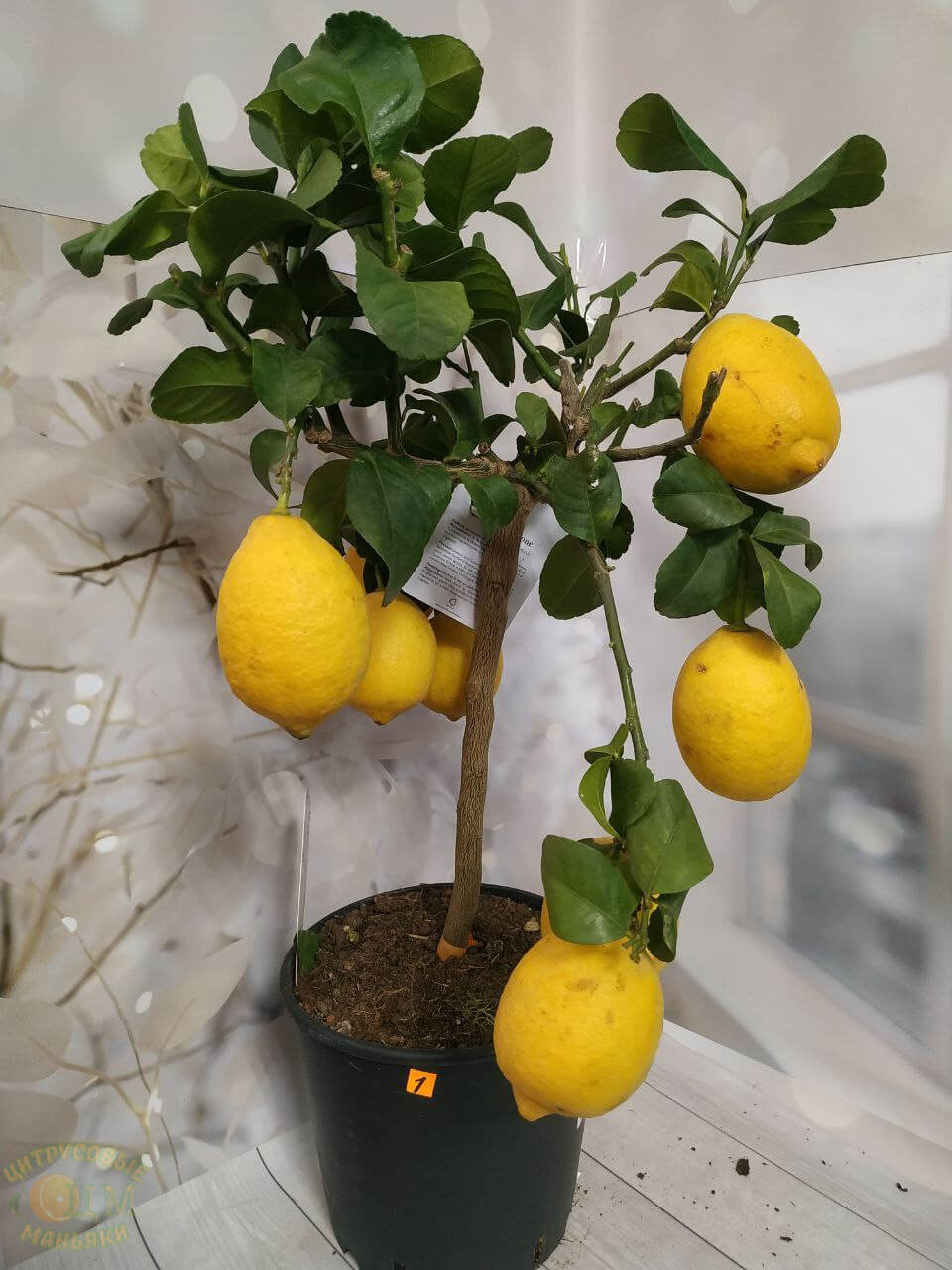 Limon Carrubaro (Лимон Каррубаро) — изображение 2