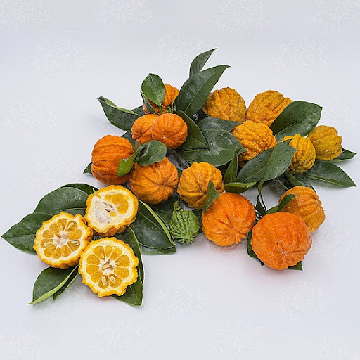 canaliculata