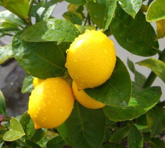 Limon Meyer