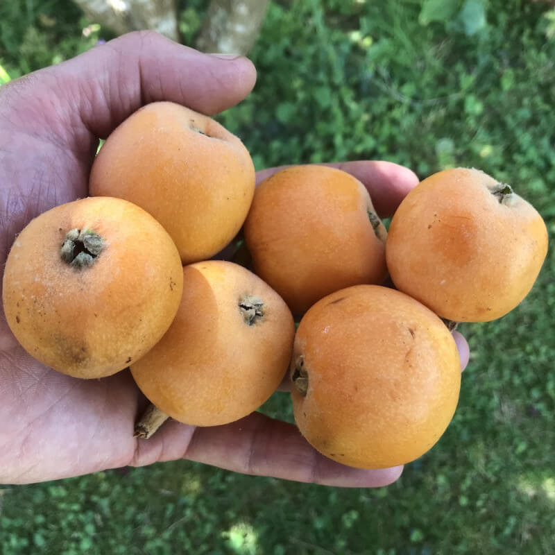 Eriobotria Japonika Algerie