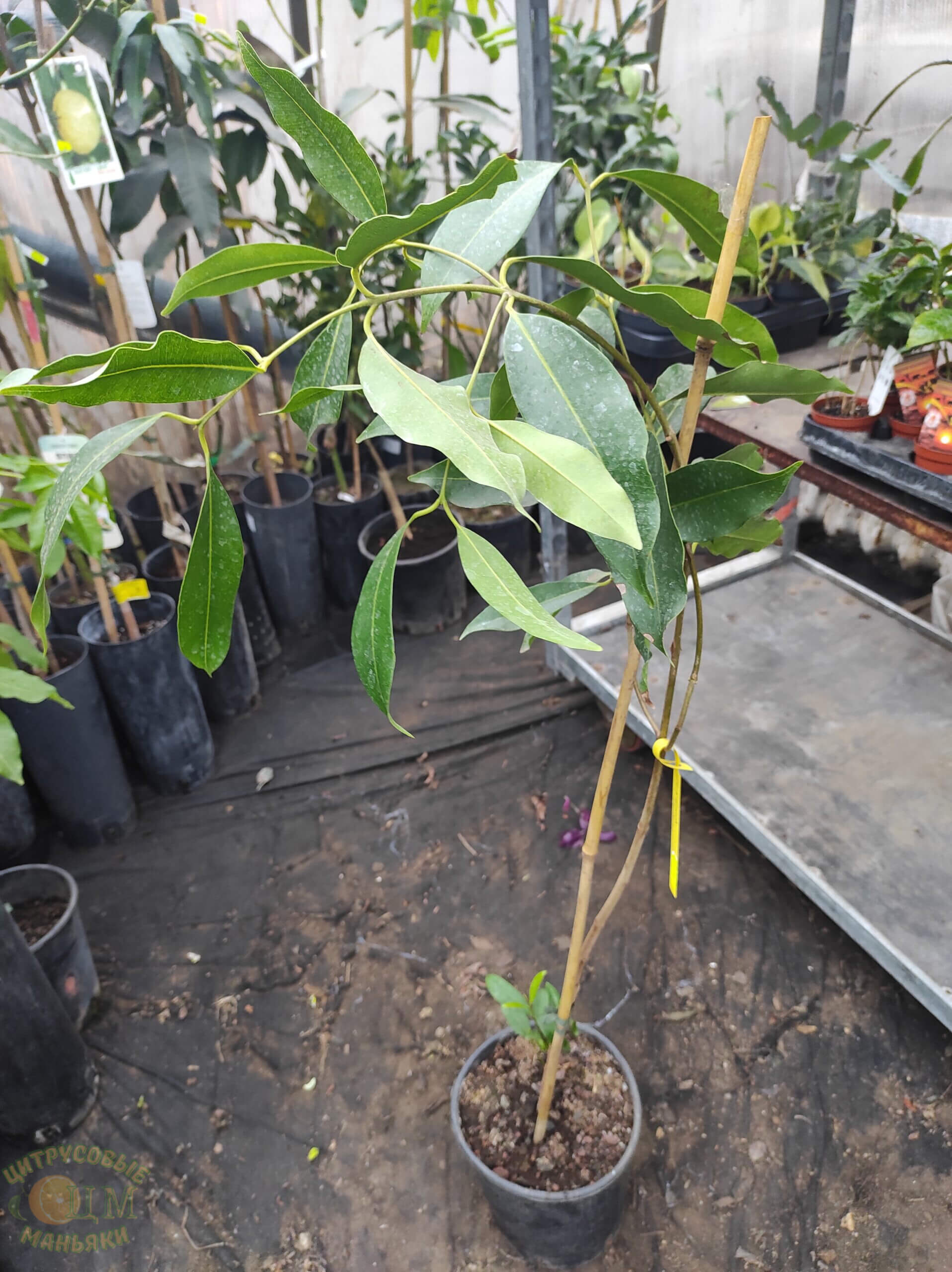 Syzygium Eugenia Cumini (Евгения Кумини) — изображение 4