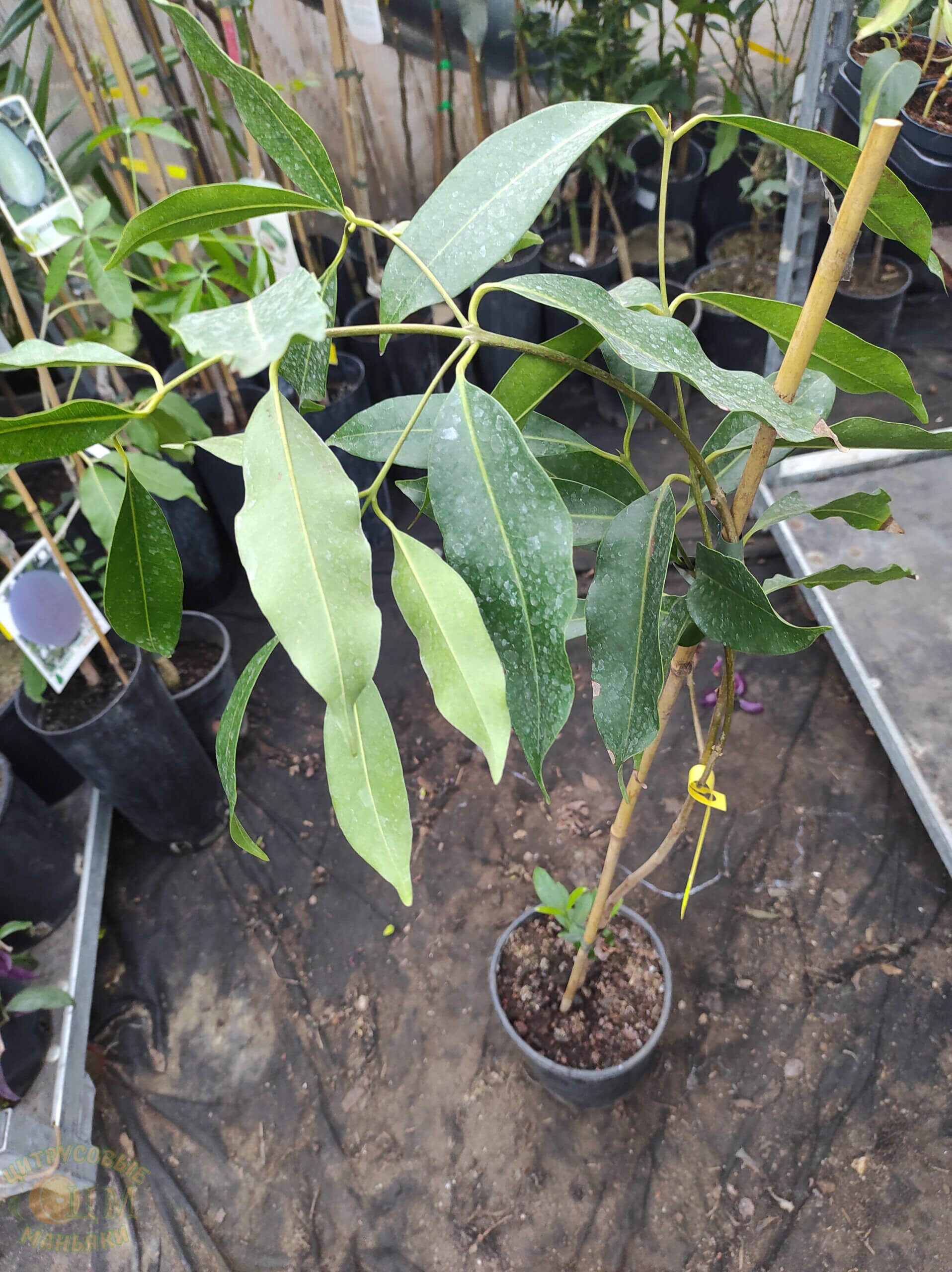 Syzygium Eugenia Cumini 2