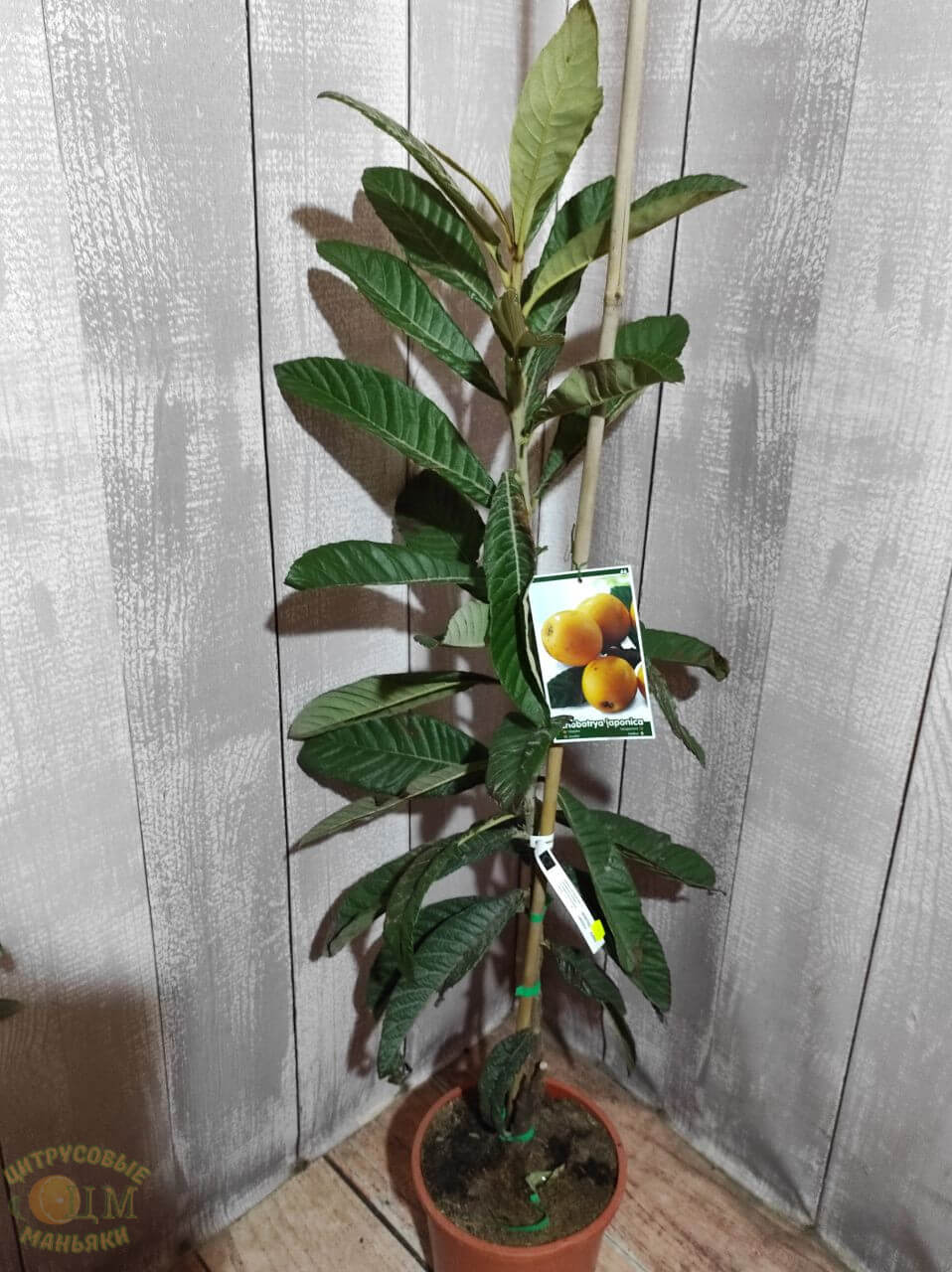 Мушмула Алжирская3