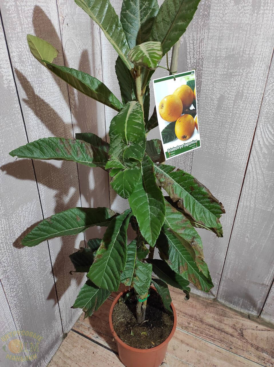 Мушмула Алжирская2