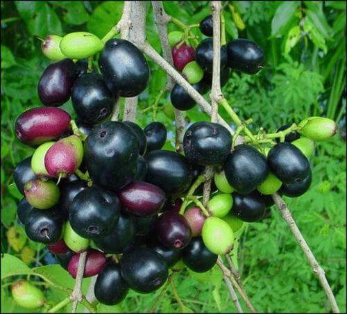 syzygium eugenia cumini