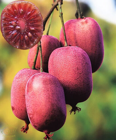 Actinidia arguta Ken's Red 1