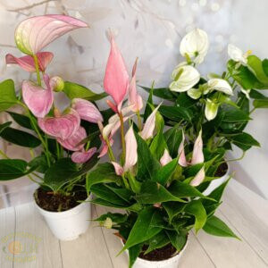 Антуріум (Anthurium)